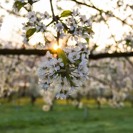 Paradieshof