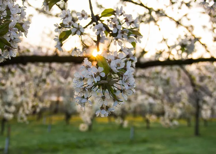 Paradieshof アパート